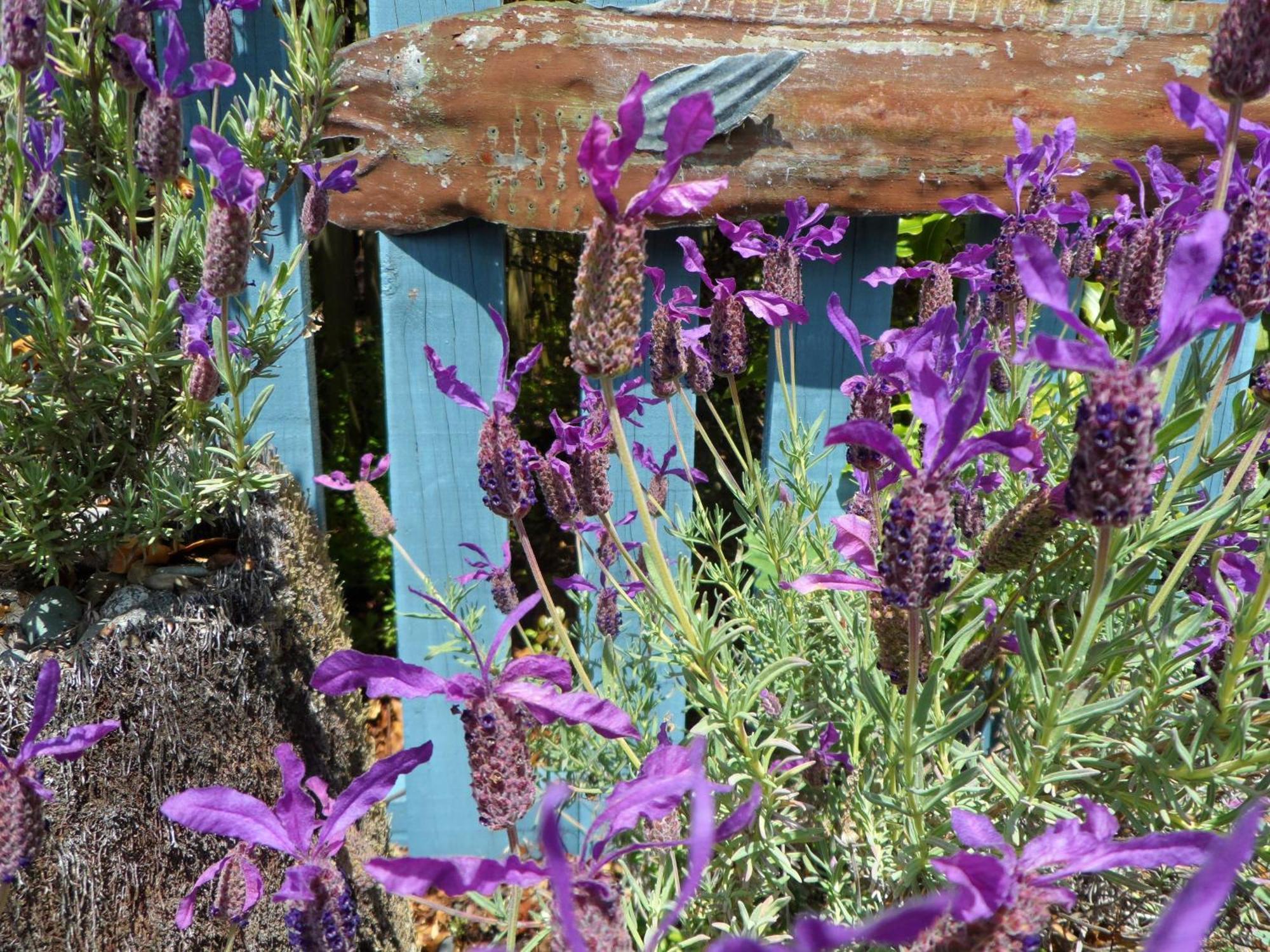 Villa Corru Gate à Mapua Extérieur photo